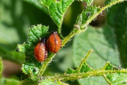 potato cultivation destroyed by larvae and beetles of Colorado potato beetle, Leptinotarsa decemlineata, also known as the Colorado beetle, the ten-striped spearman, the ten-lined potato beetle.