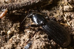 summertime macro photos in europe black beetle crawling on forest soil.