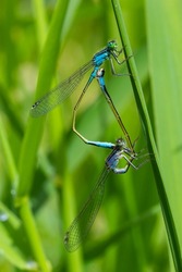 Two dragonflies Zygoptera mate, Odonata is an order of carnivorous insects, encompassing the dragonflies, Anisoptera, and the damselflies, Zygoptera.