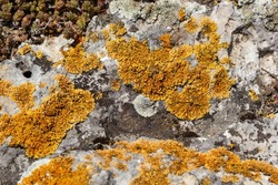 Plenty of small golden colored maritime sunburst lichen, xanthoria parietina, with green moss and some small rocks. Closeup macro image from a walking bridge in Espoo, Finland. Springtime.