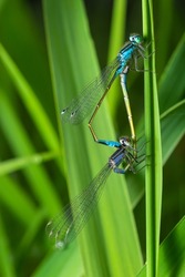 Two dragonflies Zygoptera mate, Odonata is an order of carnivorous insects, encompassing the dragonflies, Anisoptera, and the damselflies, Zygoptera.