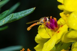 Macro of a long hoverfly Sphaerophoria scripta of the Syrphidae family on a yellow flower.