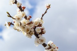 Beautiful white apricot tree blossoms in a spring garden. Apricot tree in bloom.