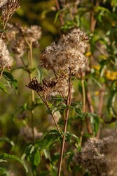 Seeds of an overblown hemp-agrimony plant, selective focus with bokeh background - Eupatorium cannabinum.