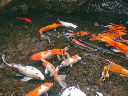 Beautiful koi fish swimming in the pond during daylight. Reflection on the water surface