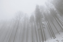 panoramic view, looking from the bottom to the top, of a mountain forest in the morning during winter season, flooded by a thick mist and with the ground covered in snow