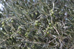 Olive tree with young fruits. High quality photo. Selective foot