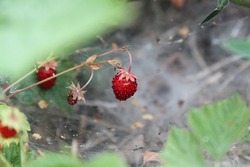 Wild strawberry in forrest . High quality photo. Selective focus