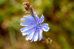Beautiful chicory flower on an unfocused field background. High quality photo. Selective focus
