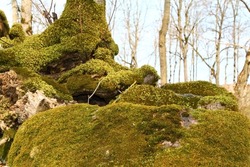 Trunk and stone covered with a green moss. High quality photo