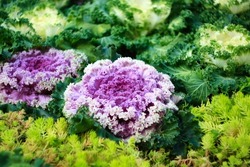 Ornamental coloured cabbage with purple, white and green center. Selective focus. High quality photo
