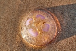 Jellyfish on the sand on Baltic beach in October. Selective focus. High quality photo
