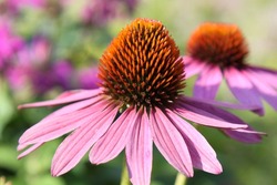 Blooming rose echinacea with a natural background. Pink coneflower. Selective focus. High quality photo