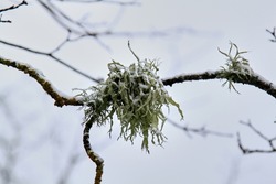 Moss on the branch covered with first snow. Selective focus. High quality photo