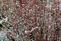 Red barberries on a branch covered with snow on a blurred background. Selective focus. High quality photo