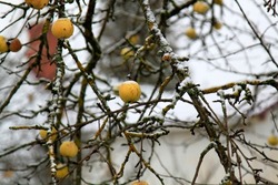 Yellow apples on the tree covered with first snow. Selective focus. High quality photo