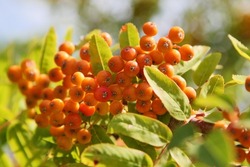 Cluster of ripening rowan berries, nature bokeh. High quality photo