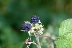 Delicious blackberries on a green branch in the forrest. High quality photo. Selective focus