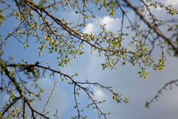 Spring background with blue sky though branches of a tree. Selective focus. High quality photo