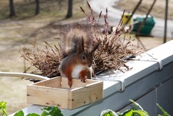 A ginger squirrel seating on the footer on the balcony, earlier spring. Selective focus. High quality photo