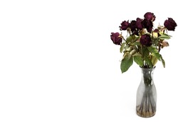 a flower bouquet of withered red roses in a glass vase with dirty water on white background concept for bouquet transience