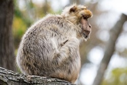 Animal portrait of a monkey seen from side in profile sitting a cute human-like mammal concept for loneliness an loss