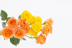 orange and yellow beautiful roses on white background