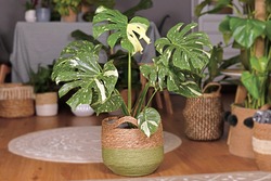 Large variegated tropical 'Monstera Deliciosa Thai Constellation' house plant with beautiful white sprinkled leaves in basket flower pot in living room with many plants in burry background