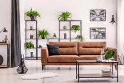 Interior design created by plant lover, different kind of plowers and plant on a black metal shelf behind big comfortable leather couch in elegant house