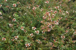 Glossy Abelia (Linnaea x grandiflora). Hybrid between Linnaea chinensis and Linnaea uniflora