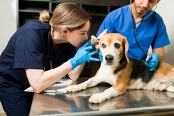 Female vet using an otoscope to examine the ear of a beautiful beagle dog. Sick cute pet sitting at the examination table at the animal clinic