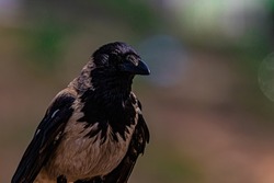 portrait of a raven close-up