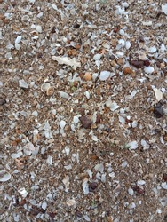 Abstract background. Sand gravel. Sand with many of sea shells