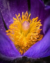 Pollen-covered yellow pistils and stamens of a blue-purple fluffy spring flower. Close-up