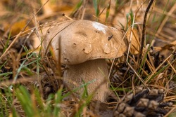 A mushroom with drops of water on a beige cap grows among pine cones, needles and fallen leaves in an autumn mixed forest.