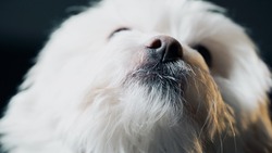 Macro Photography Concept. Close Up Shot of a Cute White Dog.