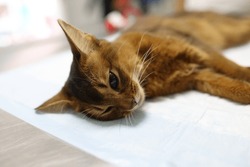 Sad sick cat lies on table in veterinary clinic. Pet thickness and veterinary help concept.