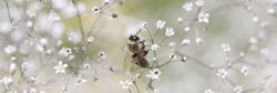 Abstract background bee on wild gypsophila flower. Nature concept