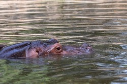 A juvenile hippo in a lake enjoying time