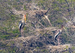 A painted Stork resting in nest on a tree