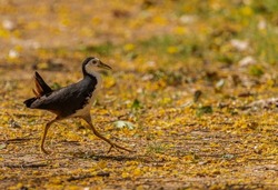 A White chested Water hen strolling in ground