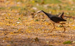 A White Chested Water hen running on ground