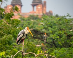 A Painted Stork resting on a tree