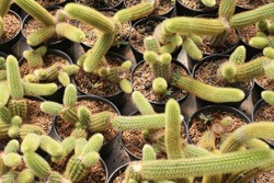Cleistocactus Winteri or rat tail cactus is displayed for sale at a flower shop in Batu City, Indonesia.