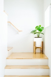 Monstera plant or house plant in white pot with wooden stand located at stair near by light window. Concept home decoration and house and living room plant.