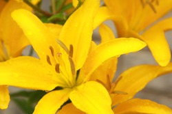 Yellow Lily Flower Wet from a Rain Shower with Anther and Stigma Displayed 