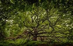 Ancient oak tree in Bayfield Estate, North Norfolk