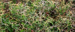 A close-up view of a thorn bush.