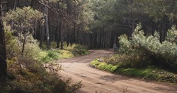 Curvy dirt road in a pine forest. Lycian way. 