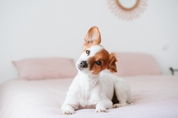 cute lovely small jack russell dog resting on bed during daytime. Funny ear up. Pets indoors at home